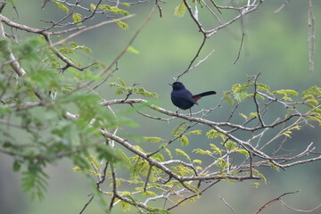Indian Robin