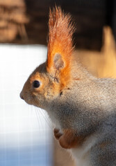 Portrait of a squirrel outdoors in winter