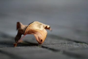 close up of a dead leaf
