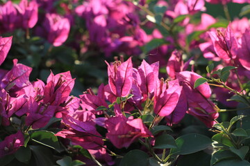 Bougainvillea