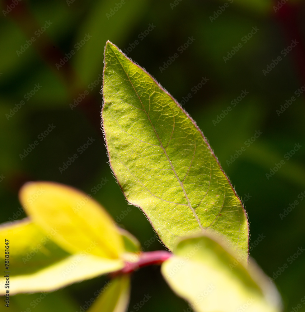 Sticker close-up of a small green leaf on a plant in spring