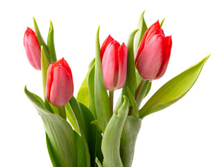 Red tulips isolated white background