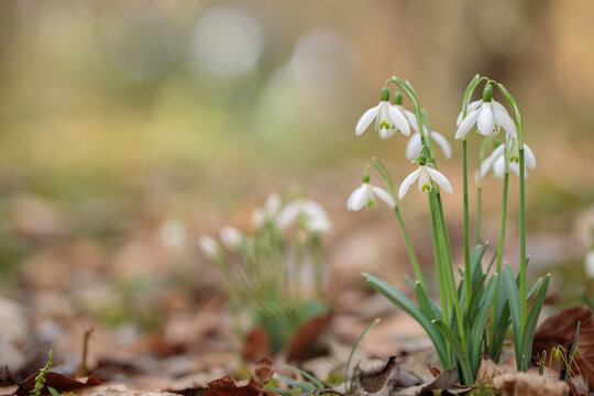 Group of common snowdrops (Galanthus nivalis). Soft bokeh in background.