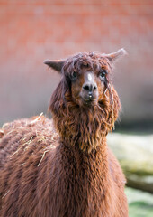 Portrait of an alpaca with brown fur. Animal in close-up.
