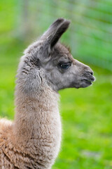 Obraz premium Portrait of an alpaca with brown fur. Animal in close-up. 