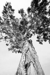 Huge tree, view from below. Black and white image.
