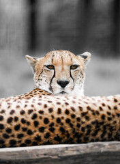 Portrait of a cheetah. Acinonyx jubatus.
