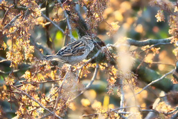 Sparrow sitting on a branch in the shelter of a shrub. Brown, black, white wild bird