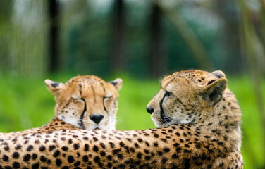 Portrait of a cheetah. Acinonyx jubatus.
