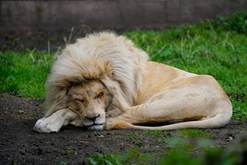 Portrait of a sleeping lion.
