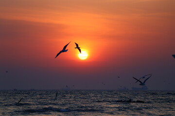 seagulls and sunrise