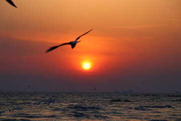 Fototapeta na wymiar Seagull at sunrise