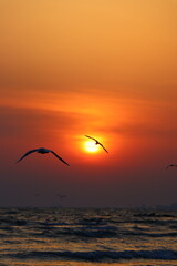 seagulls in the sunrise
