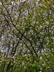 Obraz premium Flowers in Korean cities. generative ai