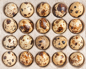 Background made of overhead top view of small uncooked raw quail eggs with shell of beige colour and brown spots and speckles in carton box or container made of recycled paper used as food ingredient