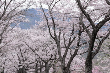 京都府亀岡市　七谷川和らぎの道　満開の桜並木