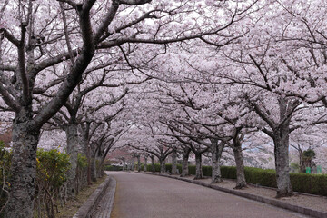 京都府亀岡市　七谷川和らぎの道の桜のトンネル