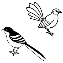    Bird vector illustration
