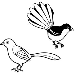    Bird vector illustration
