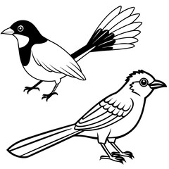   Bird vector illustration
