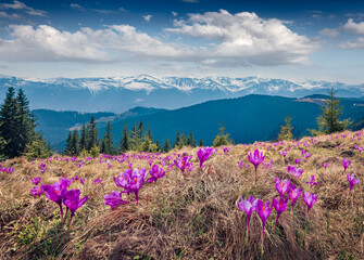 Impressive spring view of blooming crocuses on mountain meadow. Charming morning scene of Carpathian mountains, Ukraine, Europe. Beauty of nature concept background. - 781890028