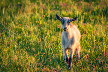 Cute baby goat on green meadow at sunrise. Ccolorful summer view of small goat on pasture. Beauty of countryside concept background. - 781890044