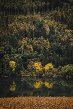 Holme Wood, Loweswater in Autumn