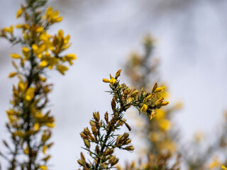  Calicotome spinosa, thorny broom or spiny broom