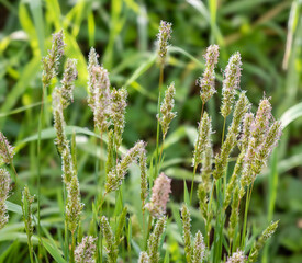 Sweet vernal grass, Anthoxanthum odoratum, growing in Galicia, Spain