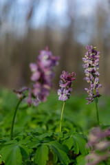 Purple flowers in the spring forest