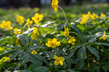 Yellow flowers in the spring forest