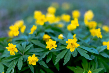 Yellow flowers in the spring forest