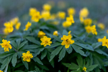 Yellow flowers in the spring forest