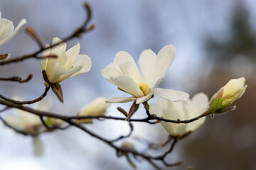 White magnolia flowering in spring