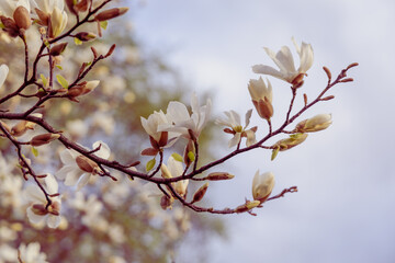 White magnolia flowering in spring