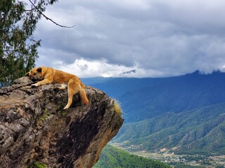 A serene dog takes a break on the edge of a mountain cliff, with a panoramic view of a lush green valley and cloud-shrouded peaks in the distance