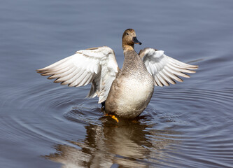 Gadwall (Anas strepera) shaking the wings after a swim in the swamp
