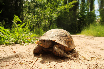 A tortoise, turtle found on the trail running through the lush Zemi Valley, close to Göreme and Uchisar, Cappdocia, Turkey