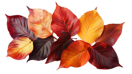 Cluster of Colorful Leaves on White Background