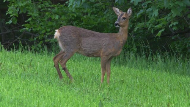 roe deer on a meadow at the edge of the forest in spring