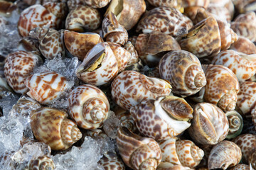 fresh large snails in a shell as a background.