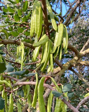 Algarrobas verdes 