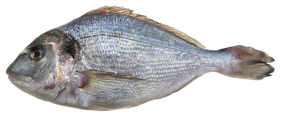 Fresh gilthead bream fish isolated on white background for easy selection
