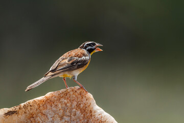 African Golden breasted Bunting standing on a rock rear view in Kruger National park, South Africa ; Specie Fringillaria flaviventris family of Emberizidae