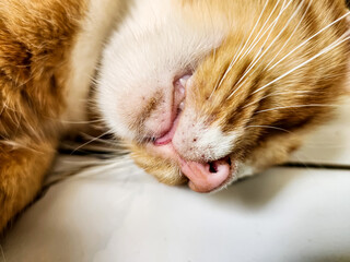 the portrait of a sleeping orange kitten is so cute	