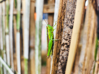 Oxya, a leaf grasshopper that attacks plants during the dry season and rainy season