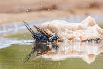 Blue-breasted Cordonbleu in Kruger National park, South Africa ; Specie Uraeginthus angolensis family of Estrildidae