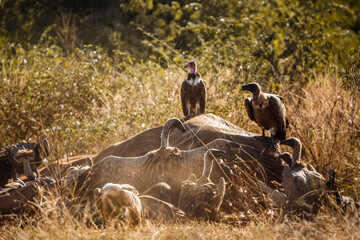 Hooded vulture and White backed Vulture scavenging on dead elephant carcass in Kruger National...