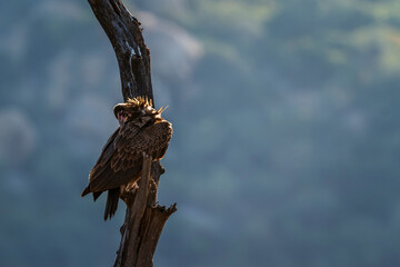 Hooded vulture grooming feathers in backlit in Kruger National park, South Africa ; Specie family Necrosyrtes monachus of Accipitridae