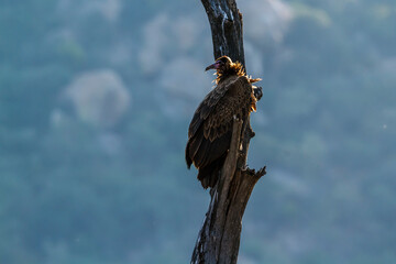 Hooded vulture standing on dead tree in backlit in Kruger National park, South Africa ; Specie...
